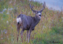 Odocoileus hemionus